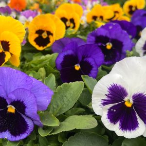 Nagyvirágú árvácska 5-ös pakk
